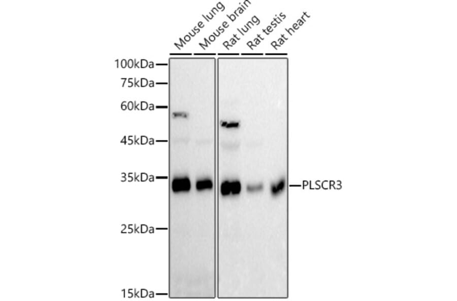 Western Blot - Anti-PLSCR3 Antibody [ARC2887] (A306907) - Antibodies.com