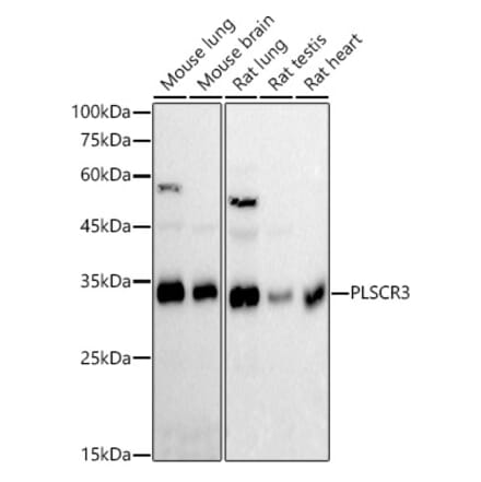 Western Blot - Anti-PLSCR3 Antibody [ARC2887] (A306907) - Antibodies.com