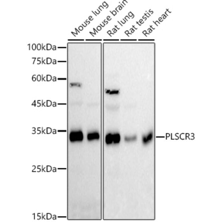 Western Blot - Anti-PLSCR3 Antibody [ARC2887] (A306907) - Antibodies.com