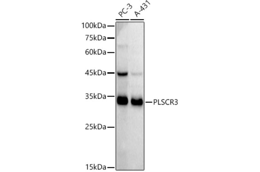 Western Blot - Anti-PLSCR3 Antibody [ARC2887] (A306907) - Antibodies.com