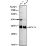 Western Blot - Anti-PLSCR3 Antibody [ARC2887] (A306907) - Antibodies.com