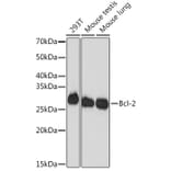 Western Blot - Anti-Bcl-2 Antibody [ARC0173] (A306910) - Antibodies.com