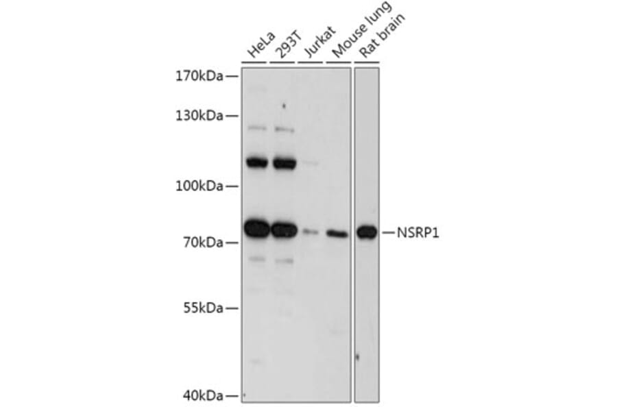 Western Blot - Anti-NSRP1 Antibody (A306915) - Antibodies.com