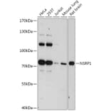 Western Blot - Anti-NSRP1 Antibody (A306915) - Antibodies.com