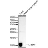 Western Blot - Anti-S100A11 Antibody (A306920) - Antibodies.com