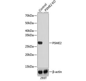 Western Blot - Anti-PSME2 Antibody (A306921) - Antibodies.com