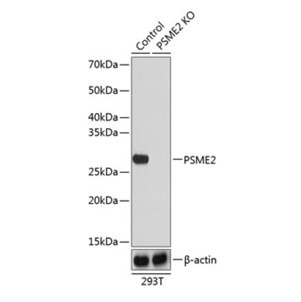 Western Blot - Anti-PSME2 Antibody (A306921) - Antibodies.com