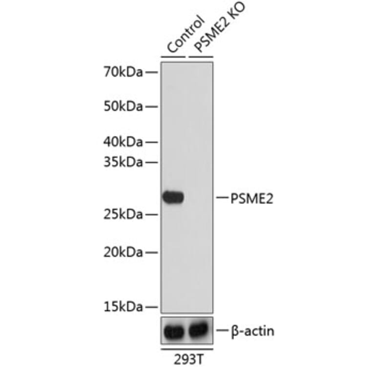 Western Blot - Anti-PSME2 Antibody (A306921) - Antibodies.com