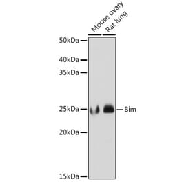 Western Blot - Anti-Bim Antibody [ARC0182] (A306922) - Antibodies.com
