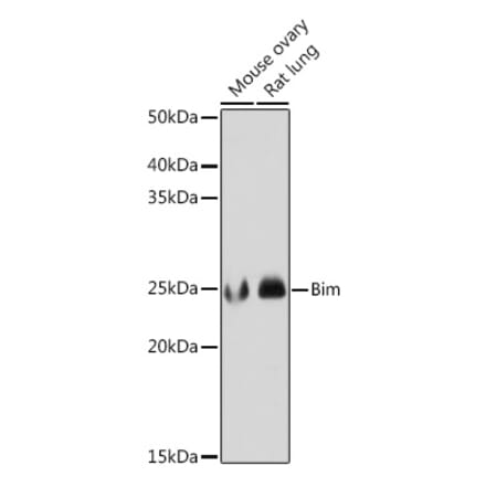 Western Blot - Anti-Bim Antibody [ARC0182] (A306922) - Antibodies.com