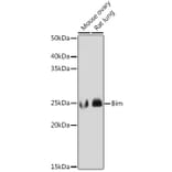 Western Blot - Anti-Bim Antibody [ARC0182] (A306922) - Antibodies.com