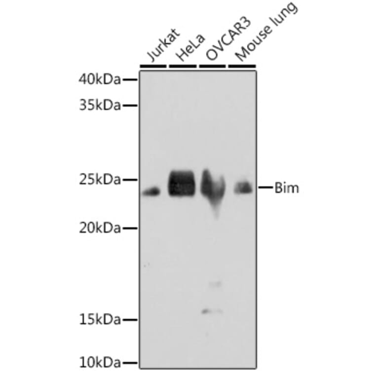 Western Blot - Anti-Bim Antibody [ARC0182] (A306922) - Antibodies.com