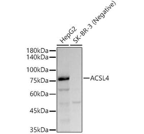 Western Blot - Anti-FACL4 Antibody [ARC53209] (A306923) - Antibodies.com