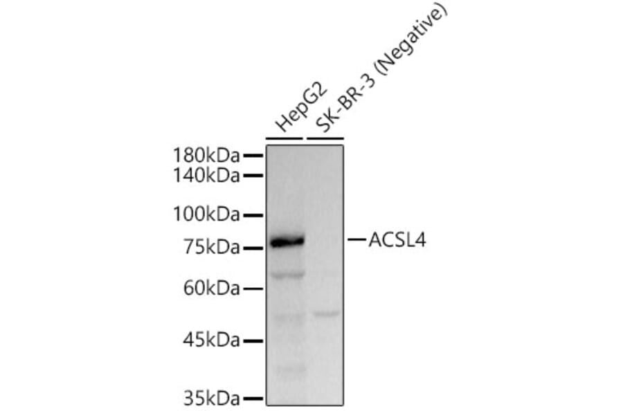 Western Blot - Anti-FACL4 Antibody [ARC53209] (A306923) - Antibodies.com