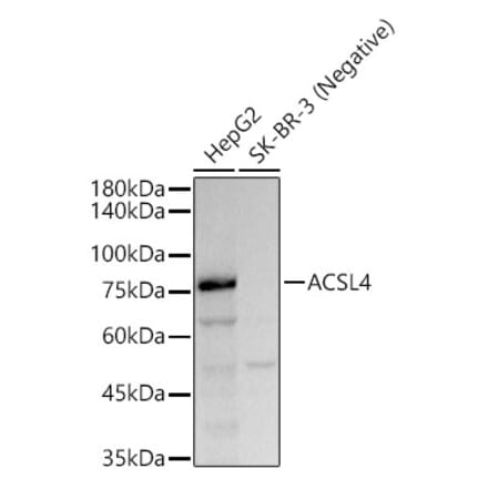 Western Blot - Anti-FACL4 Antibody [ARC53209] (A306923) - Antibodies.com