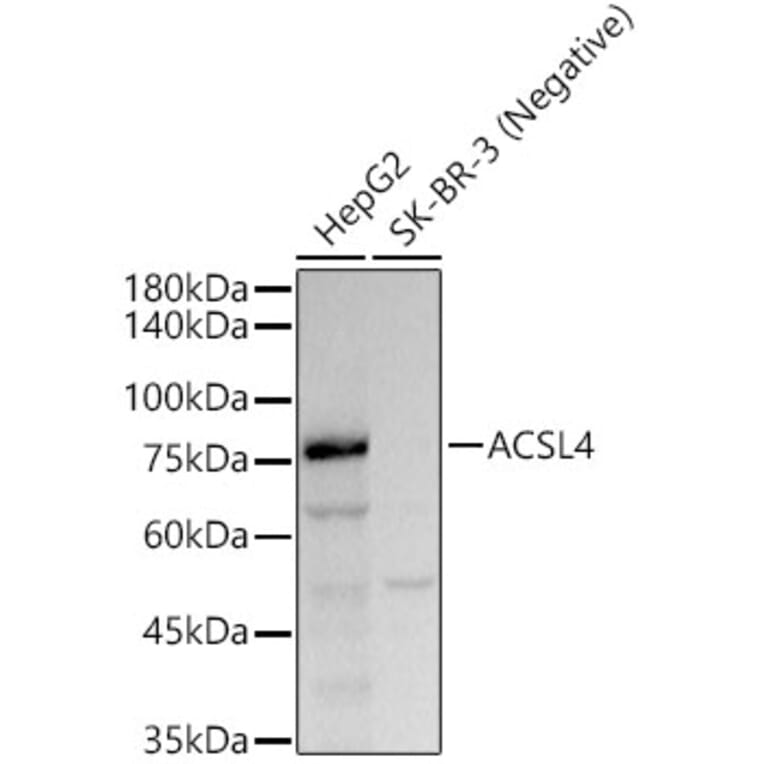 Western Blot - Anti-FACL4 Antibody [ARC53209] (A306923) - Antibodies.com