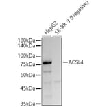 Western Blot - Anti-FACL4 Antibody [ARC53209] (A306923) - Antibodies.com