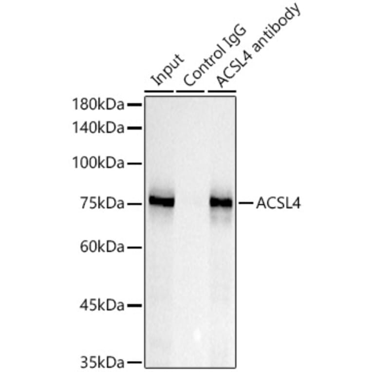 Western Blot - Anti-FACL4 Antibody [ARC53209] (A306923) - Antibodies.com