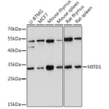 Western Blot - Anti-MITD1 Antibody (A306924) - Antibodies.com