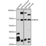 Western Blot - Anti-HIF3 alpha/IPAS Antibody (A306926) - Antibodies.com