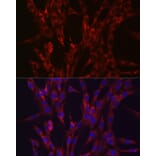Immunofluorescence - Anti-HIF3 alpha/IPAS Antibody (A306926) - Antibodies.com