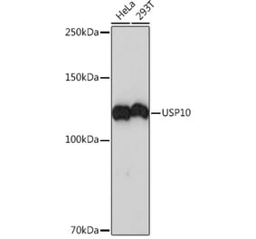Western Blot - Anti-USP10 Antibody [ARC1015] (A306928) - Antibodies.com
