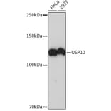 Western Blot - Anti-USP10 Antibody [ARC1015] (A306928) - Antibodies.com