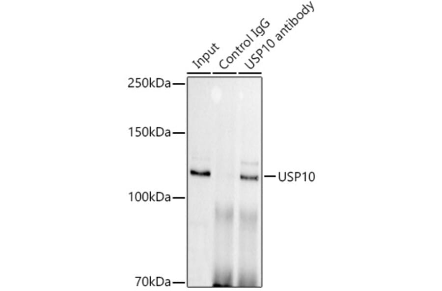 Western Blot - Anti-USP10 Antibody [ARC1015] (A306928) - Antibodies.com