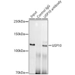 Western Blot - Anti-USP10 Antibody [ARC1015] (A306928) - Antibodies.com