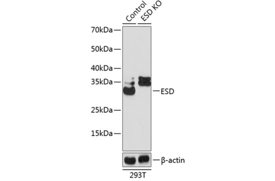Western Blot - Anti-ESD Antibody (A306929) - Antibodies.com