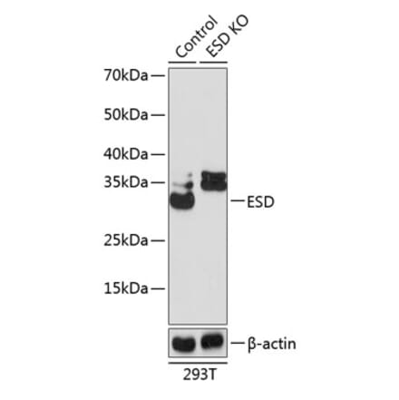 Western Blot - Anti-ESD Antibody (A306929) - Antibodies.com