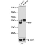 Western Blot - Anti-ESD Antibody (A306929) - Antibodies.com