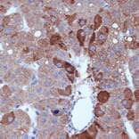Immunohistochemistry - Anti-Cyclin B2/CCNB2 Antibody [ARC1435] (A306931) - Antibodies.com