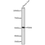 Western Blot - Anti-PDIA6 Antibody [ARC0944] (A306932) - Antibodies.com