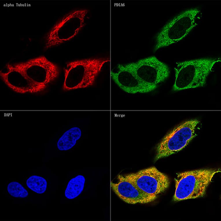 Immunofluorescence - Anti-PDIA6 Antibody [ARC0944] (A306932) - Antibodies.com