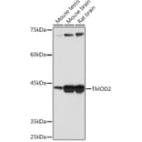 Western Blot - Anti-Tropomodulin 2 Antibody [ARC2318] (A306934) - Antibodies.com