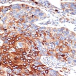 Immunohistochemistry - Anti-Alpha 1 Acid Glycoprotein/AGP Antibody [ARC2263] (A306936) - Antibodies.com
