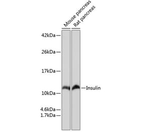 Western Blot - Anti-Insulin Antibody [ARC0209] (A306938) - Antibodies.com