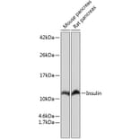 Western Blot - Anti-Insulin Antibody [ARC0209] (A306938) - Antibodies.com