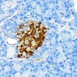 Immunohistochemistry - Anti-Insulin Antibody [ARC0209] (A306938) - Antibodies.com