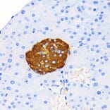 Immunohistochemistry - Anti-Insulin Antibody [ARC0209] (A306938) - Antibodies.com