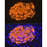 Immunofluorescence - Anti-Insulin Antibody [ARC0209] (A306938) - Antibodies.com