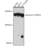 Western Blot - Anti-Exportin-5 Antibody [ARC0838] (A306939) - Antibodies.com