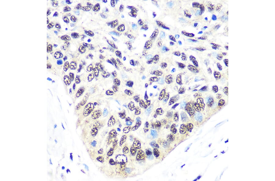 Immunohistochemistry - Anti-Exportin-5 Antibody [ARC0838] (A306939) - Antibodies.com