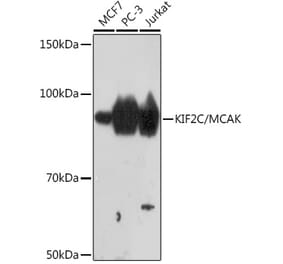 Western Blot - Anti-MCAK Antibody [ARC1447] (A306940) - Antibodies.com
