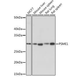 Western Blot - Anti-PSME1 Antibody [ARC1254] (A306941) - Antibodies.com