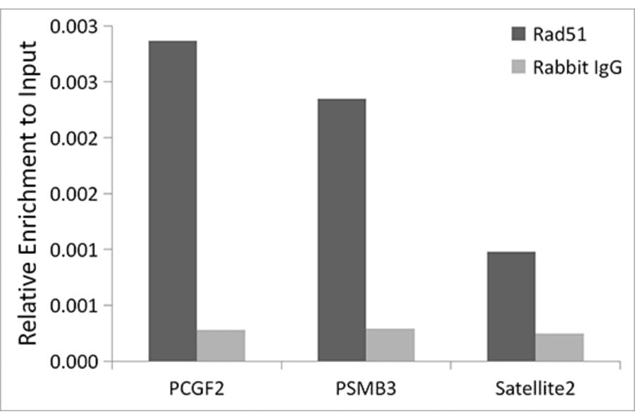 Chromatin Immunoprecipitation - Anti-Rad51 Antibody [ARC0764] (A306943) - Antibodies.com