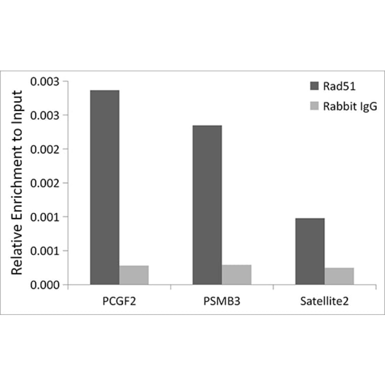 Chromatin Immunoprecipitation - Anti-Rad51 Antibody [ARC0764] (A306943) - Antibodies.com