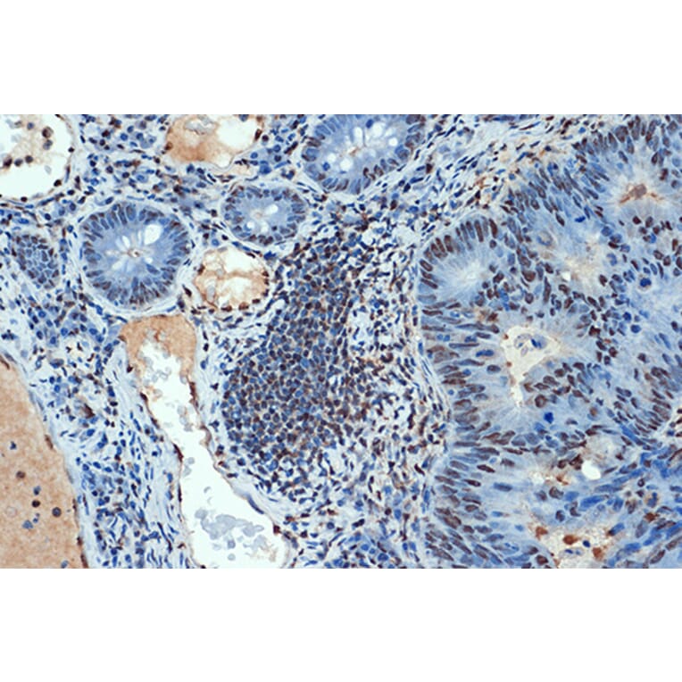 Immunohistochemistry - Anti-Sumo4 Antibody [ARC1382] (A306949) - Antibodies.com