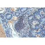 Immunohistochemistry - Anti-Sumo4 Antibody [ARC1382] (A306949) - Antibodies.com